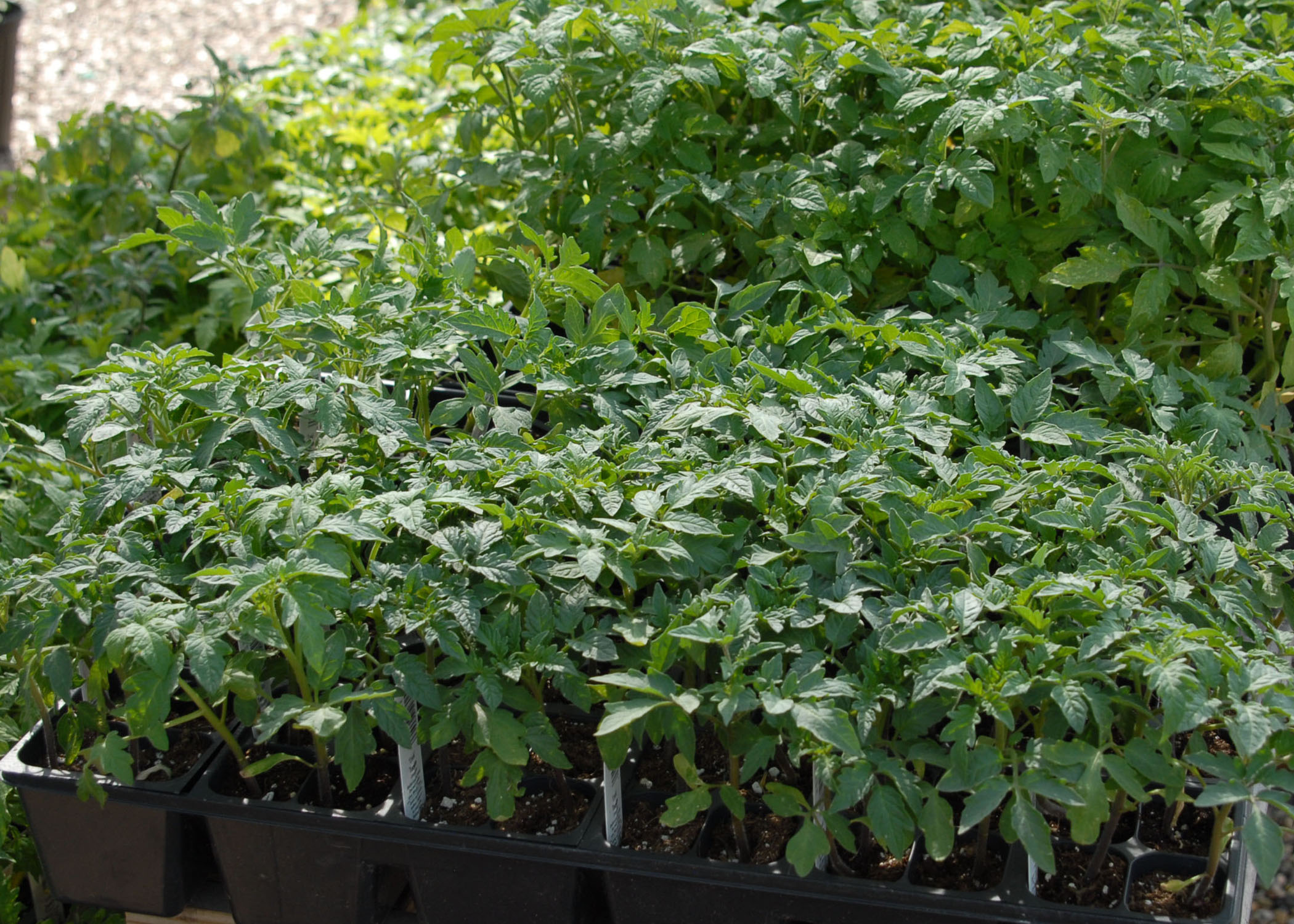 It’s time to plant late-summer vegetable gardens 